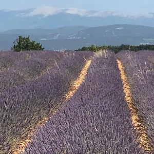 Apartment Provence Luberon Location Chez Marcelle Bonnieux